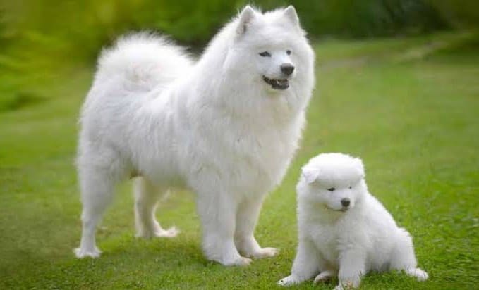 Samoyed Kopek Egitim Akademisi